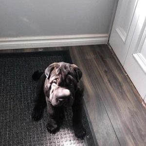 Meet your Posher, Ashlyn